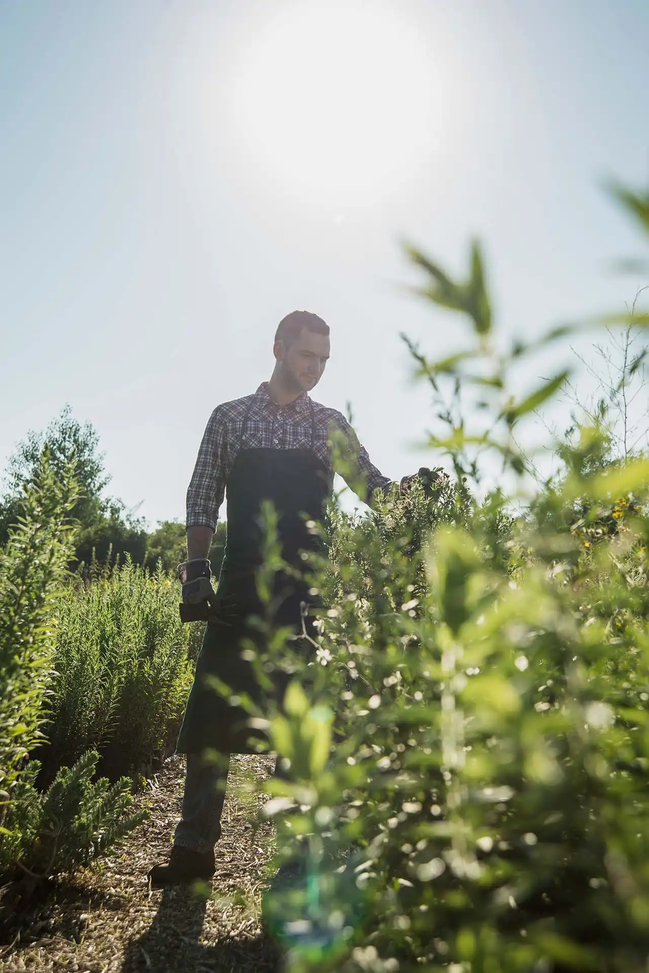 cultivating